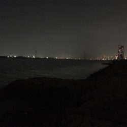 淀川ブリームゲーム キビレはどこへ？