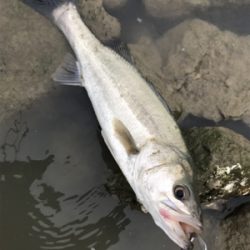 雨後増水ウェーディング