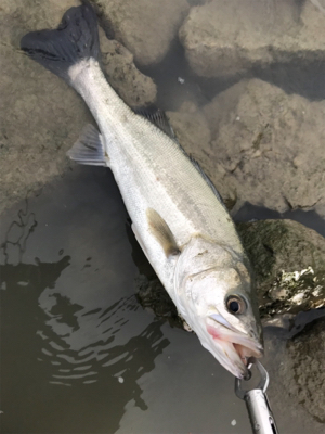 雨後増水ウェーディング