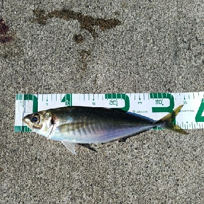 ハッピーフィッシング直江津にて