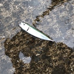 青物はお留守？