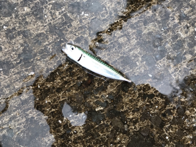 青物はお留守？