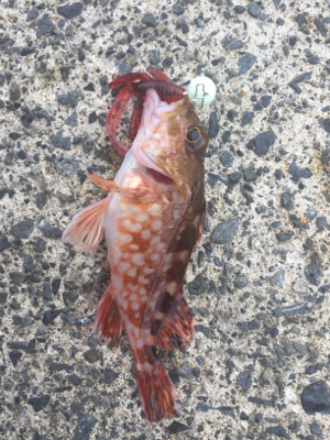 同じやつばっかり