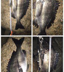 チヌ祭り‼️ 年無しゲット❗️