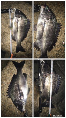 チヌ祭り‼️ …