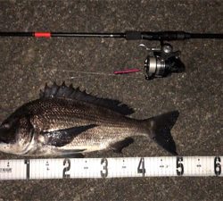 まだまだバチ抜け