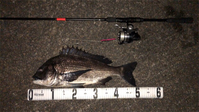 まだまだバチ抜け