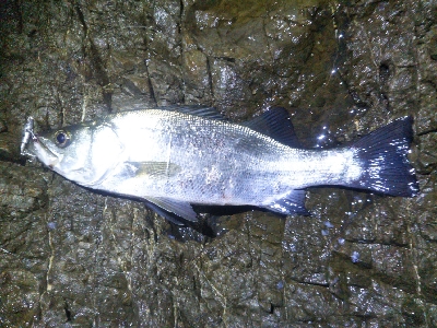 地磯でヒラスズキ