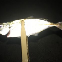 イワシの群れ？