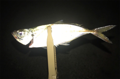 イワシの群れ？