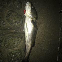 短時間、荒川シーバス