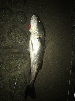 短時間、荒川シーバス