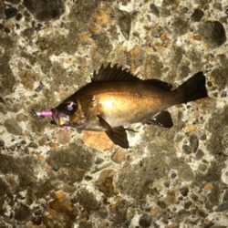 雨の前にメバリング