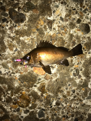 雨の前にメバリング