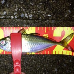 アジング成立も