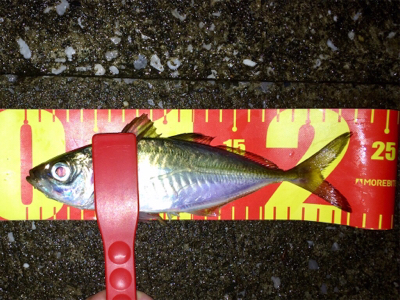 アジング成立も