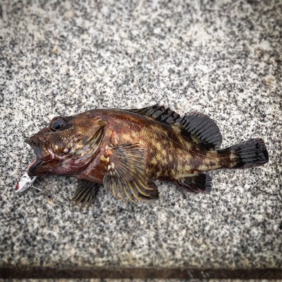 根魚モード（笑）