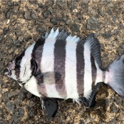 五目達成!!…ショアジグ釣果未達成(T . T)