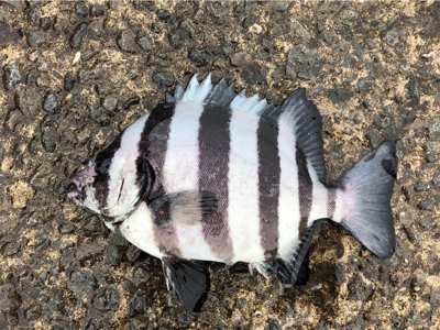 五目達成!!…ショアジグ釣果未達成(T . T)