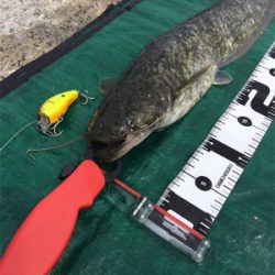 濁り川でデイナマ