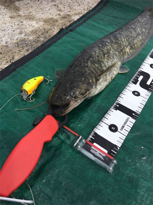 濁り川でデイナマ