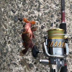 またまたガシラ