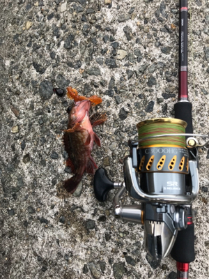 またまたガシラ