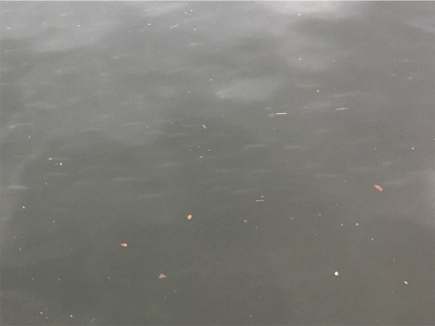 イワシの群れ発見