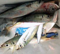 時合いを待って、中アジ大量♪