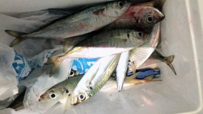 時合いを待って、中アジ大量♪