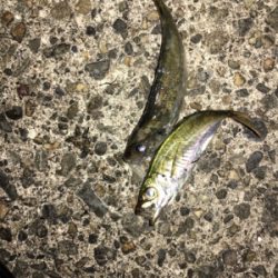 ナイトアジング