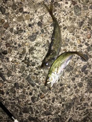 ナイトアジング