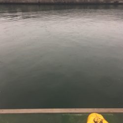 サビキで豆アジ