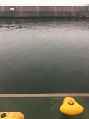 サビキで豆アジ