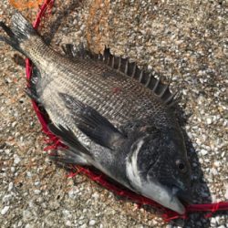 やっぱり楽しい釣り‼️