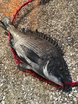 やっぱり楽しい釣り‼…