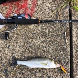 シーバス狙いに短時間勝負してきました