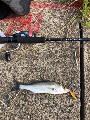 シーバス狙いに短時間勝負してきました