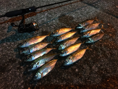 もちょい、長さ欲しいアジング