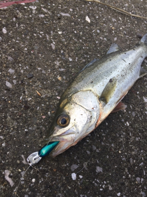 ライザーベイト最高！