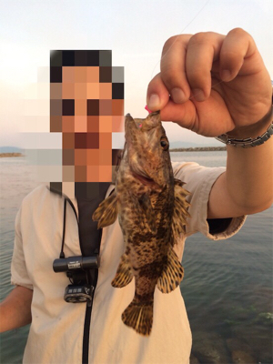 ライトゲーム去年とは違う?