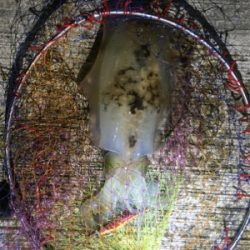 ホームエギング