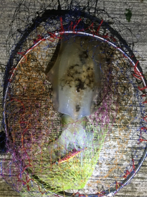 ホームエギング