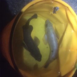 メバルワールドカップ