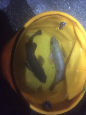 メバルワールドカップ