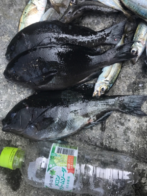 アジだらけ！福井 越前海岸 地磯フカセ夜釣…