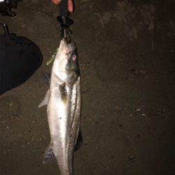 稚鮎いっぱい！