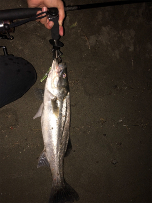 稚鮎いっぱい！