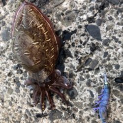 梅雨イカエギング