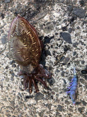 梅雨イカエギング